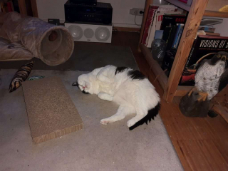 IMG_20211023_034012550