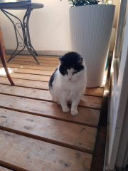 Lazing on the freshly cleaned balcony ^^