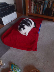 Chillin' on the cooling mat