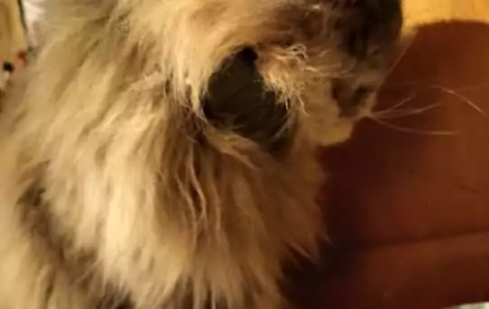 New Gadget: GPS Tracker for Cats from Fressnapf