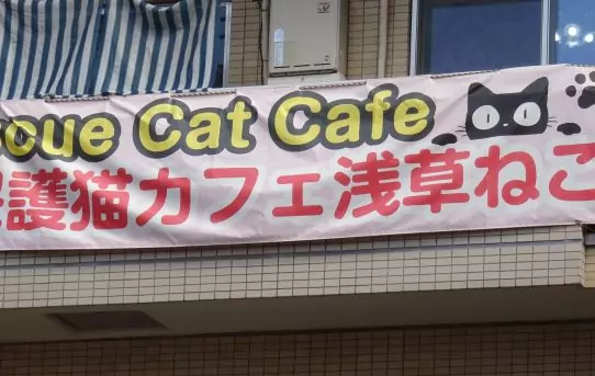 Tag 1 - Katzencafé in Asakusa