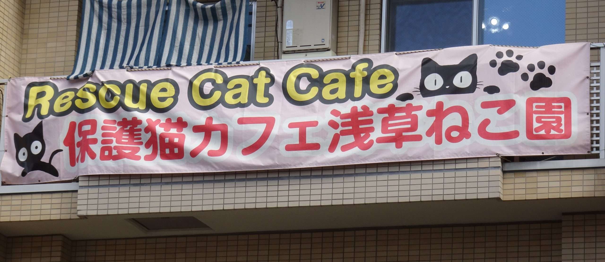 Cat café in Asakusa