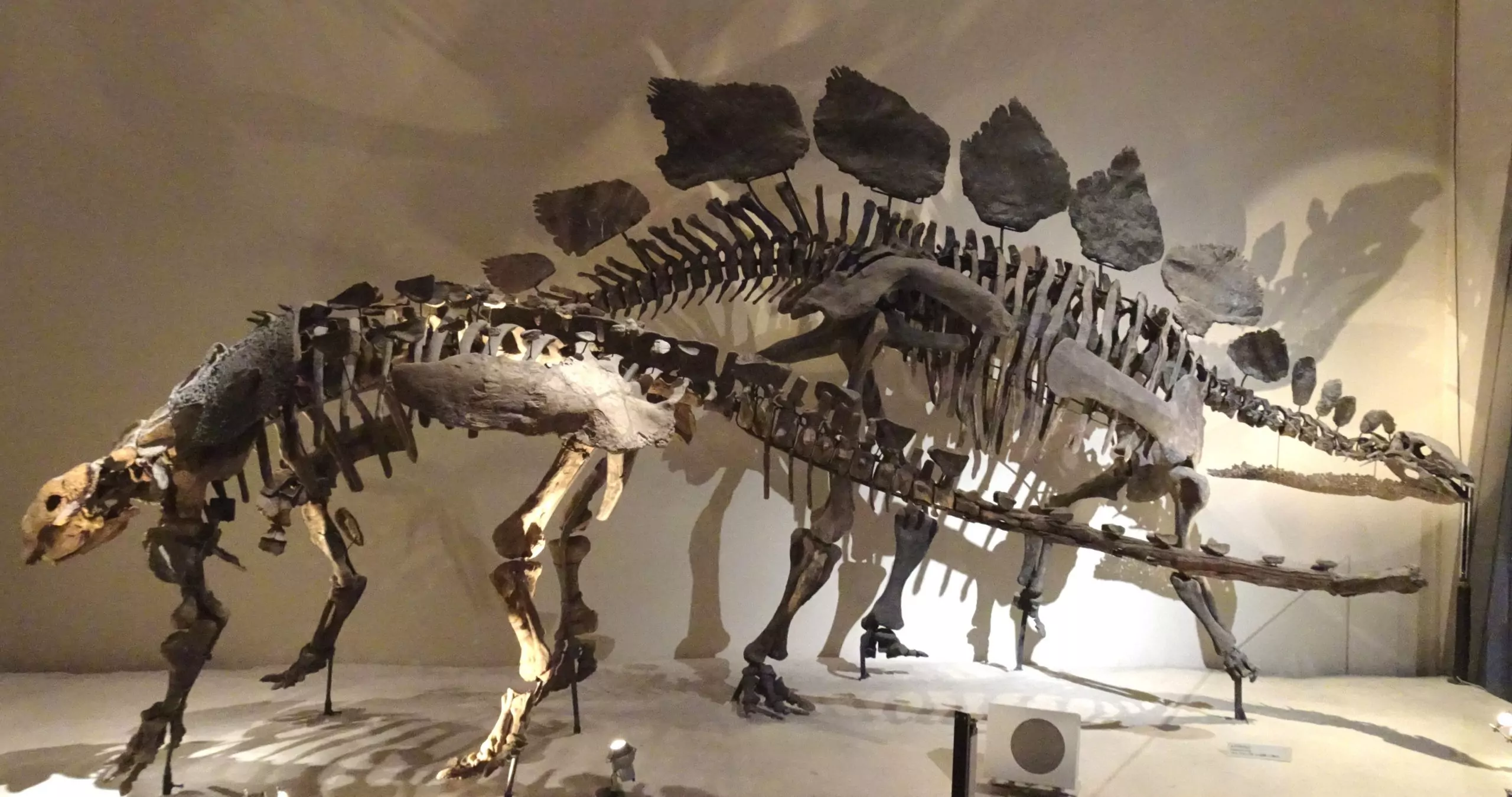 Stegosaurus in the National Museum of Nature and Science