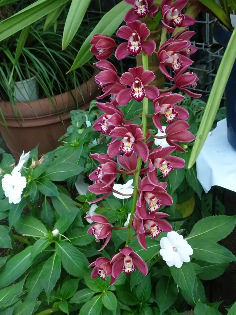 Cymbidium